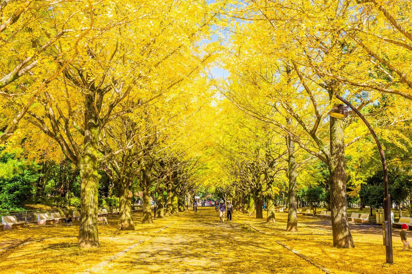 【練馬区】光が丘公園