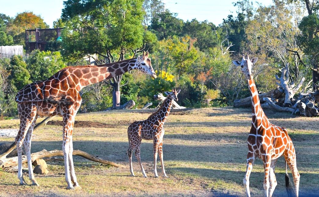 【旭区】よこはま動物園ズーラシア